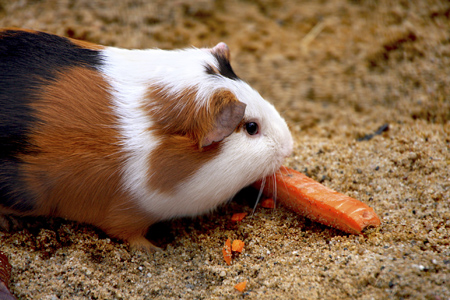 guinea-pig