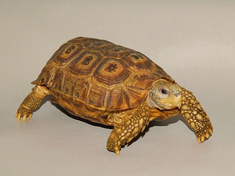 Hinge back tortoise