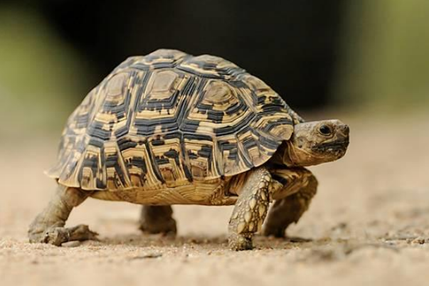 Leopard-tortoise