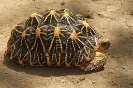 indian start tortoise