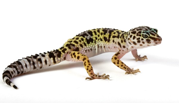 lopard-gecko