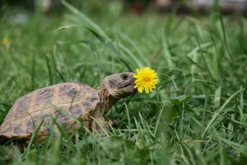 tortoise-grass-2-e1550777009378