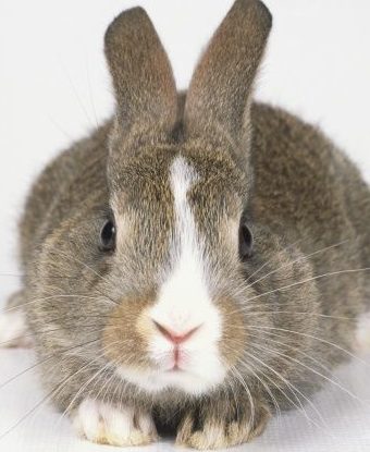 Grey-brown rabbit with white face markings (Leporidae) in low crouching position, ears tilted back, looking at camera